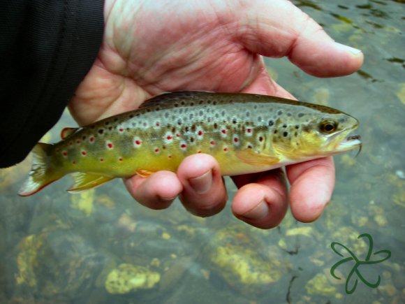 Silverburn River Trout