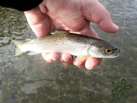 Silverburn River (lower stretch)