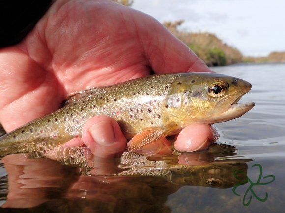 Silverburn River (lower stretch)