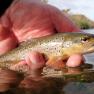 Silverburn River (lower stretch)