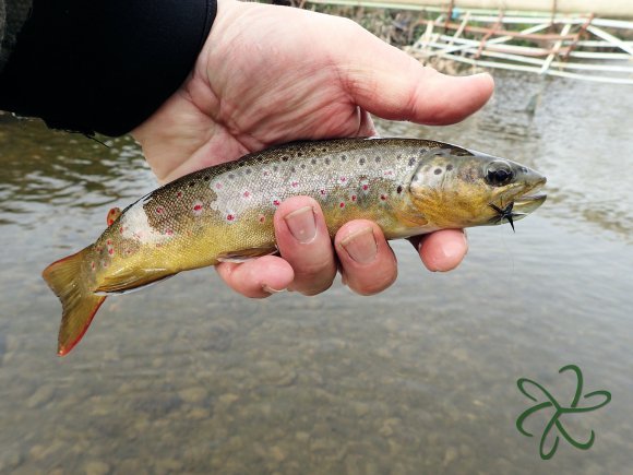 Silverburn River (lower stretch)