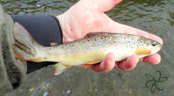 Silverburn River (lower stretch)