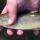 Silverburn River Trout