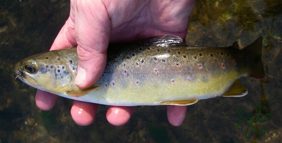 Silverburn River Trout