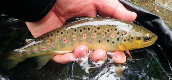 Sulby Trout