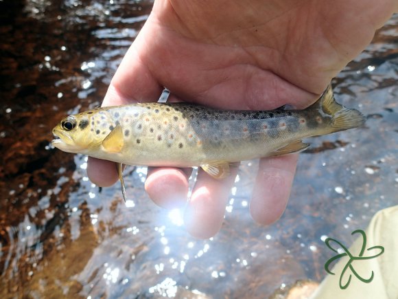 Sulby River Trout