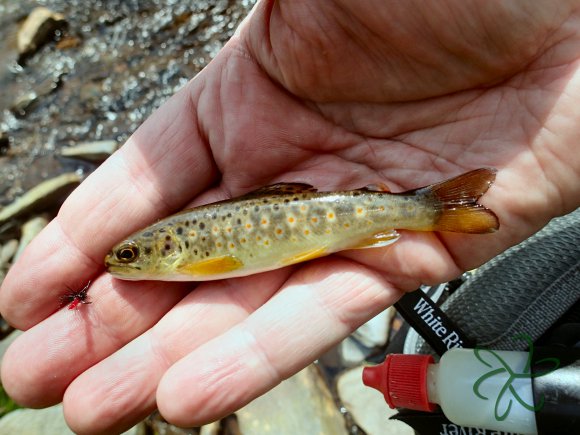 Sulby River Trout