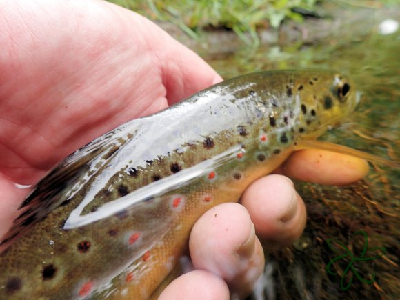 Sulby Trout