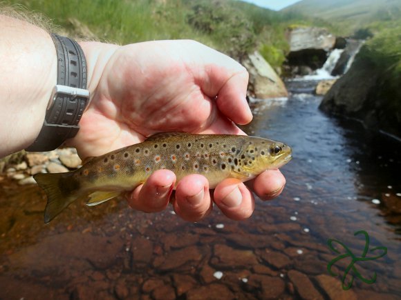 Sulby River Trout