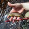 Sulby River Trout