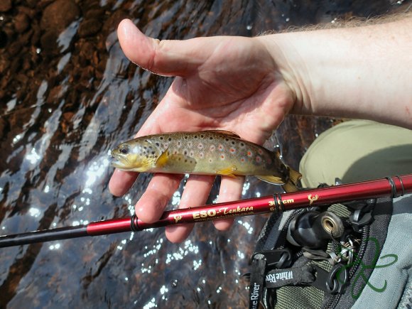 Sulby River Trout